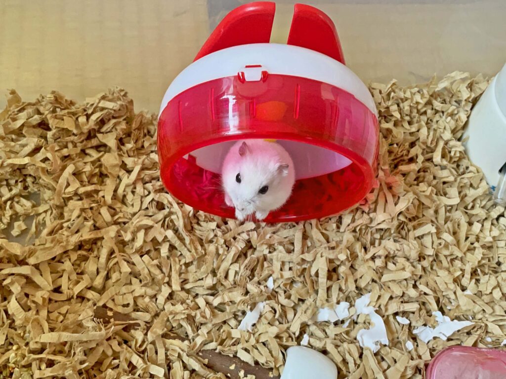 ハム公🐹（仮名）観察日記275：ハム公🐹(仮名)齧りまくり