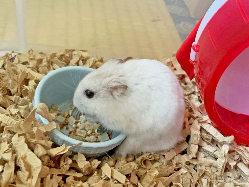 ハム公🐹（仮名）観察日記279：ハム公🐹(仮名)朝のエサやり