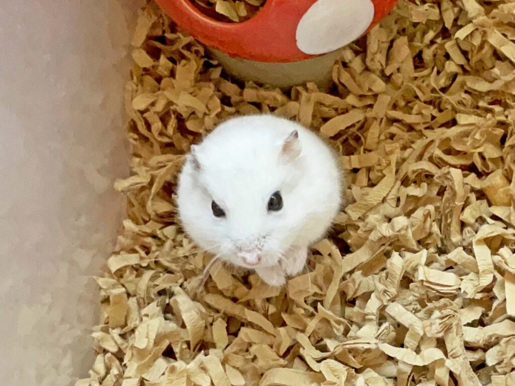 ハム公🐹（仮名）観察日記282：今朝のハム公🐹(仮名)
