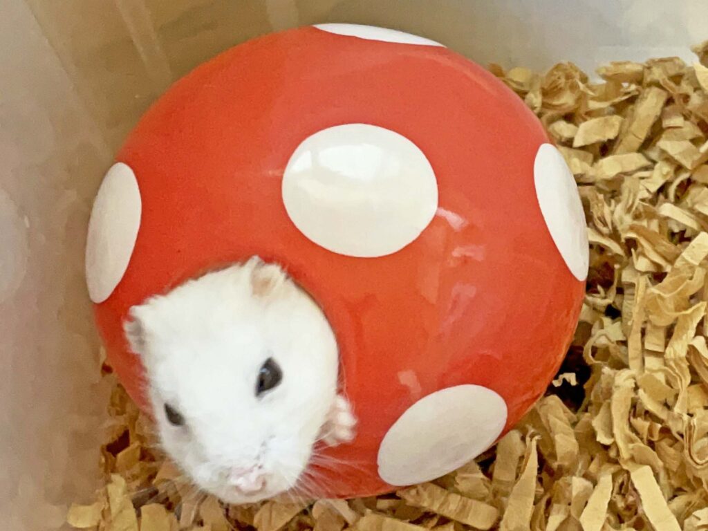 ハム公🐹（仮名）観察日記285：ハム公🐹(仮名)めっちゃ眠そう🤣