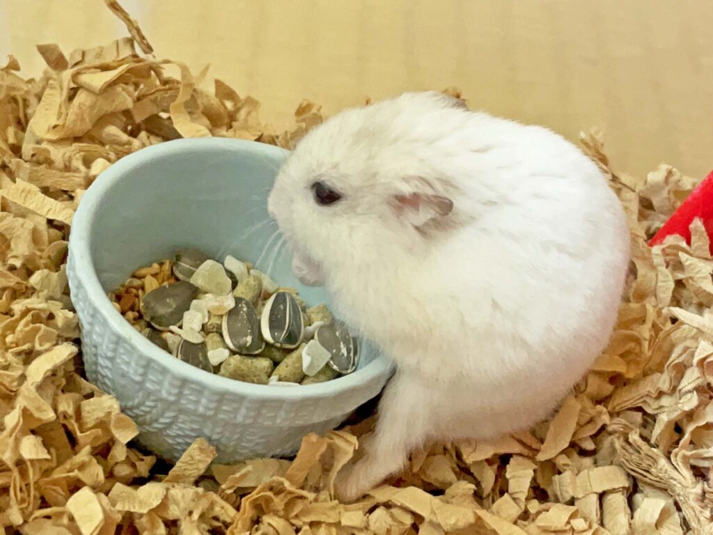 ハム公🐹（仮名）観察日記284：今日のハム公🐹(仮名)