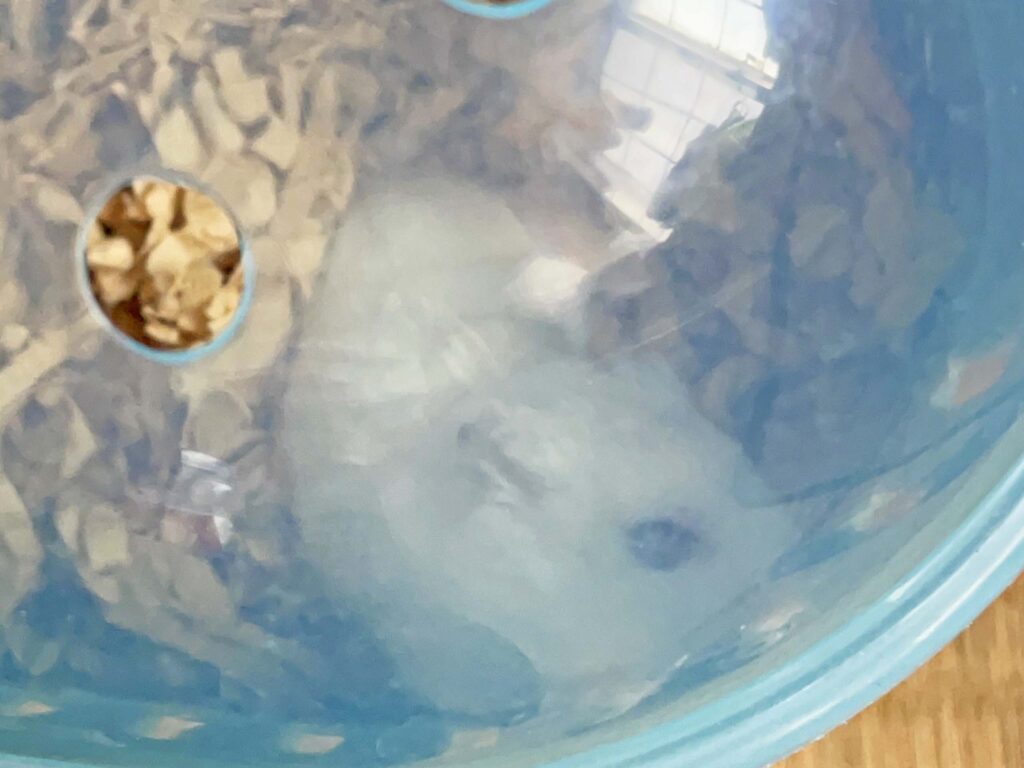 ハム公🐹（仮名）観察日記287：ハム公🐹(仮名)ペットキャリー