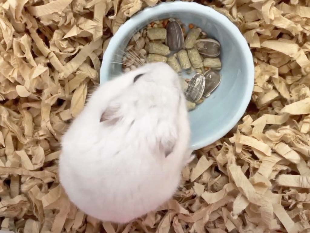 ハム公🐹（仮名）観察日記286：新しいドライフルーツ🥭