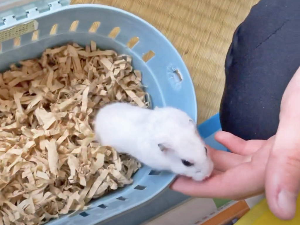 ハム公🐹（仮名）観察日記301：ハム公🐹(仮名)ケージ掃除後