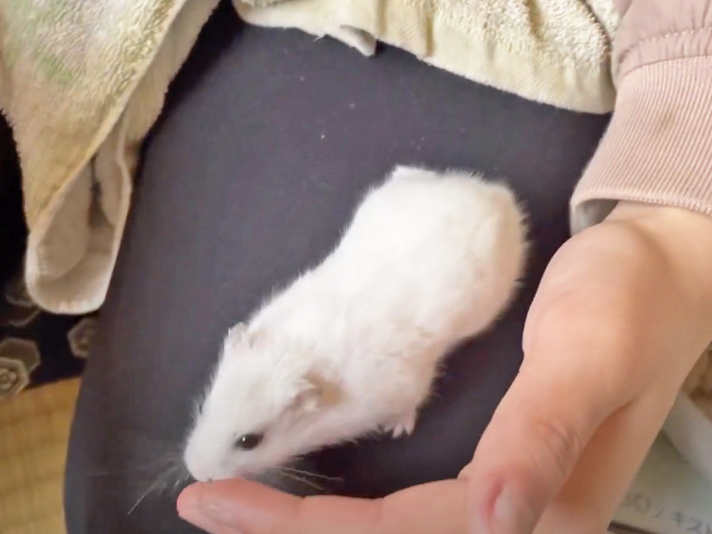 ハム公🐹（仮名）観察日記302：ハム公🐹(仮名)ハム散歩