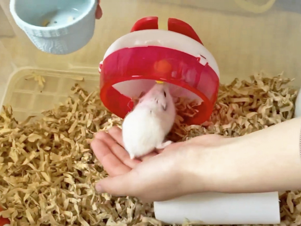 ハム公🐹（仮名）観察日記303：ハム公🐹(仮名)ケージに戻る