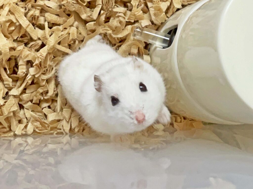 ハム公🐹（仮名）観察日記290：今日のハム公🐹(仮名)