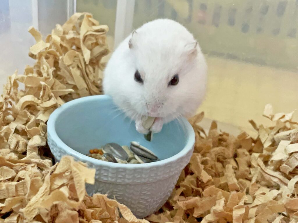 ハム公🐹（仮名）観察日記291：相変わらずヒマワリ🌻のタネから
