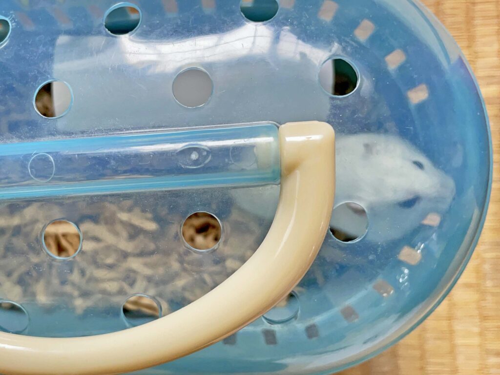 ハム公🐹（仮名）観察日記292：ハム公🐹(仮名)ペットキャリーへ