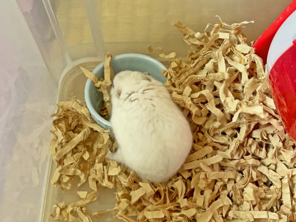 ハム公🐹（仮名）観察日記293：ハム公🐹(仮名)ケージに戻る