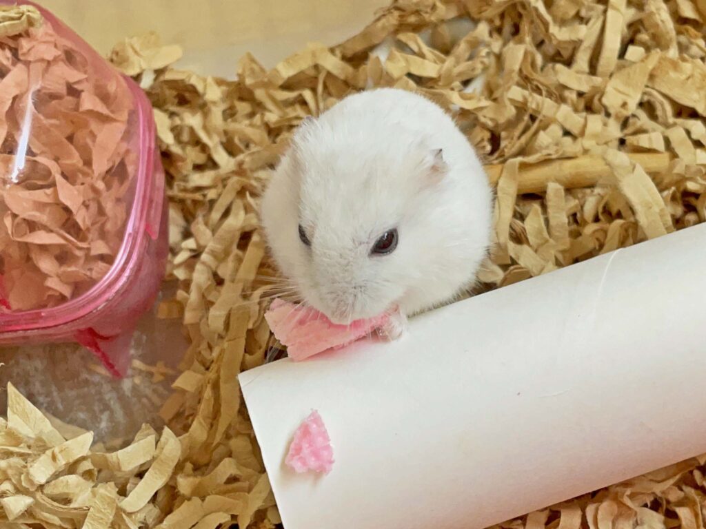 ハム公🐹（仮名）観察日記295：ハム公🐹(仮名)久々のイチゴ🍓ウェハース
