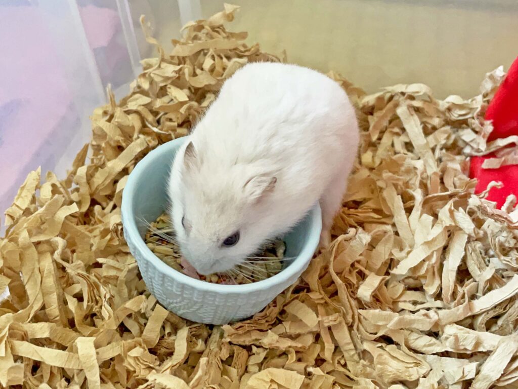 ハム公🐹（仮名）観察日記296：ハム公🐹(仮名)エサを見繕う