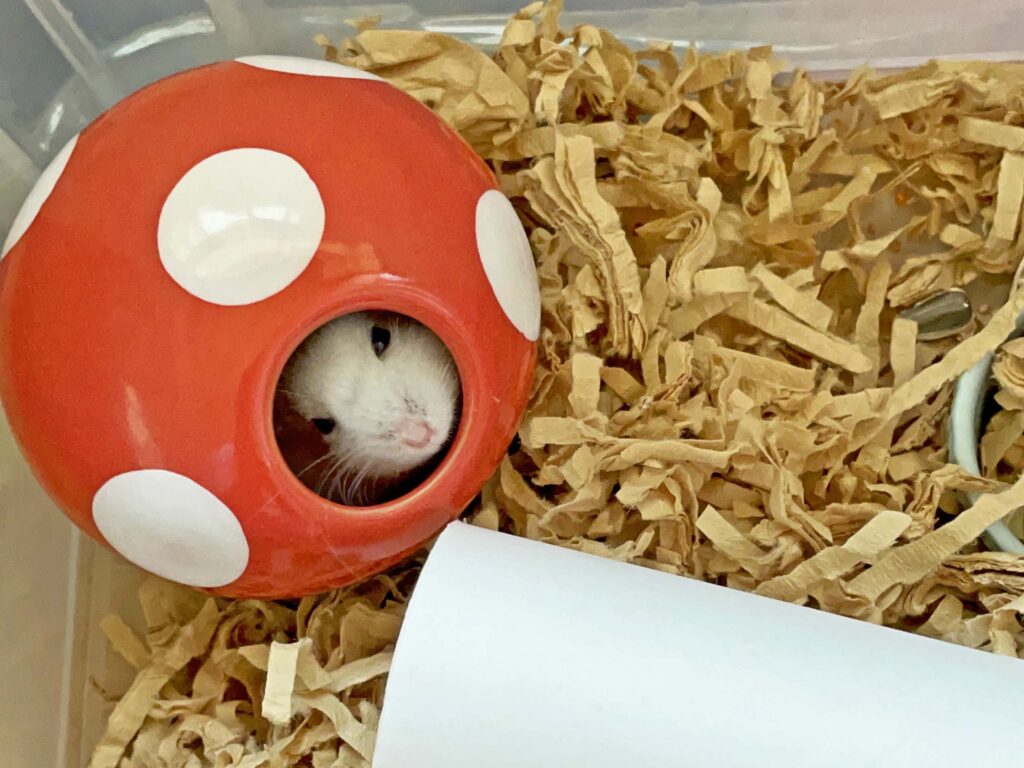 ハム公🐹（仮名）観察日記297：ハム公🐹(仮名)寝ぐせが…🤣