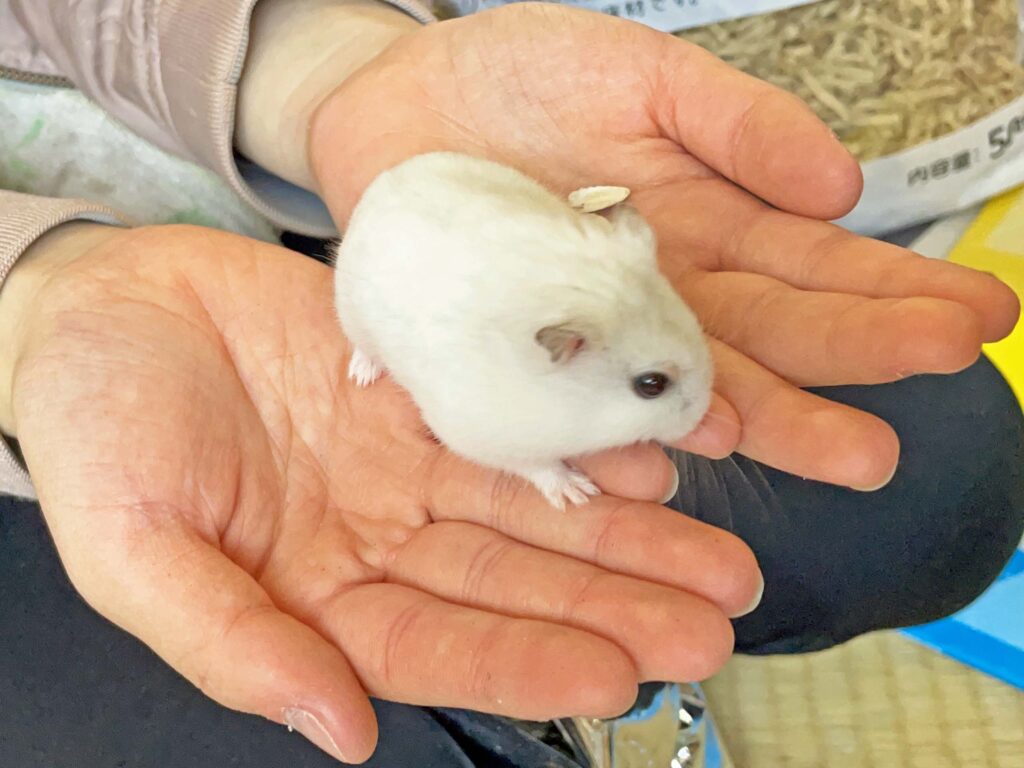 ハム公🐹（仮名）観察日記305：ハム公🐹(仮名)ヒマワリ🌻のタネを貰う