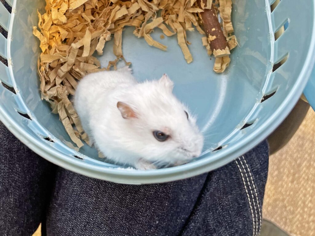 ハム公🐹（仮名）観察日記306：ハム公🐹（仮名）ものもらい？😭
