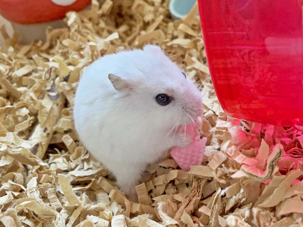 ハム公🐹（仮名）観察日記308：今日もイチゴ🍓ウェハース作戦！
