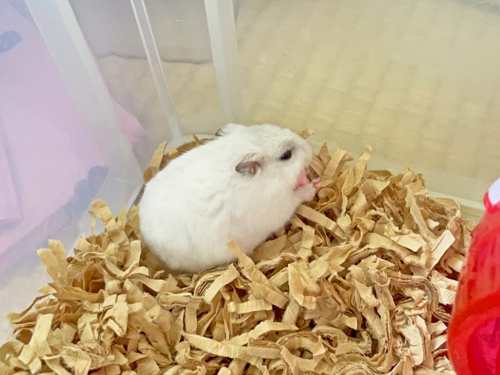 ハム公🐹（仮名）観察日記309：おクスリは1日2回だった！😳