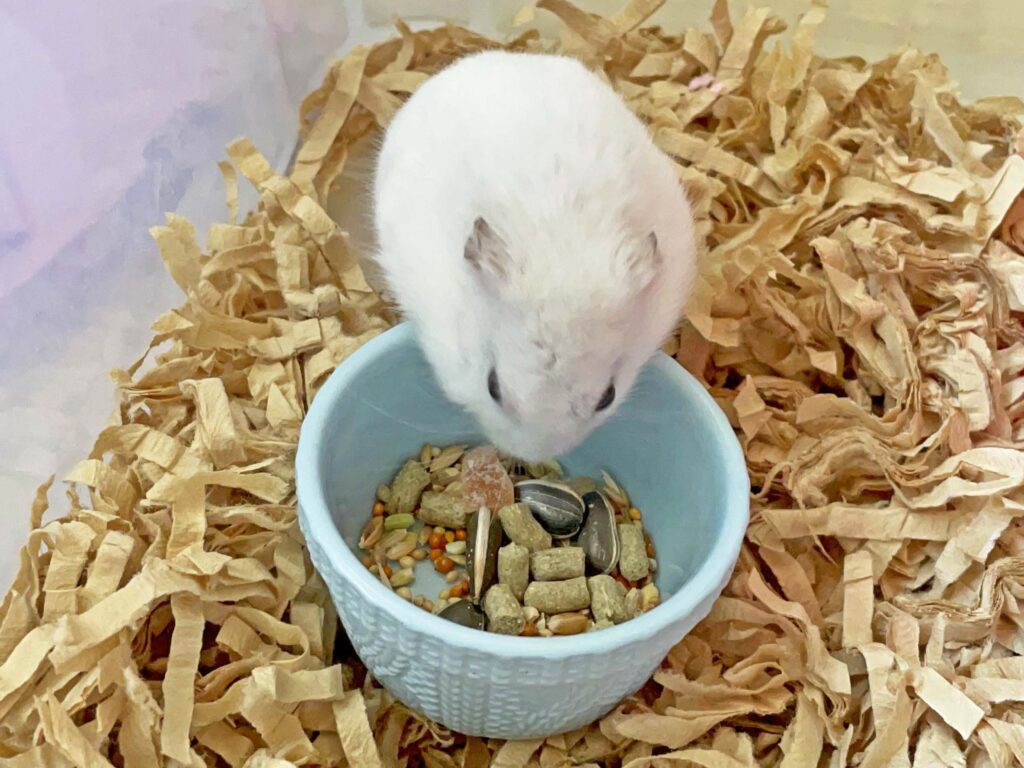 ハム公🐹（仮名）観察日記310：やっぱりヒマワリ🌻のタネが好き❤️
