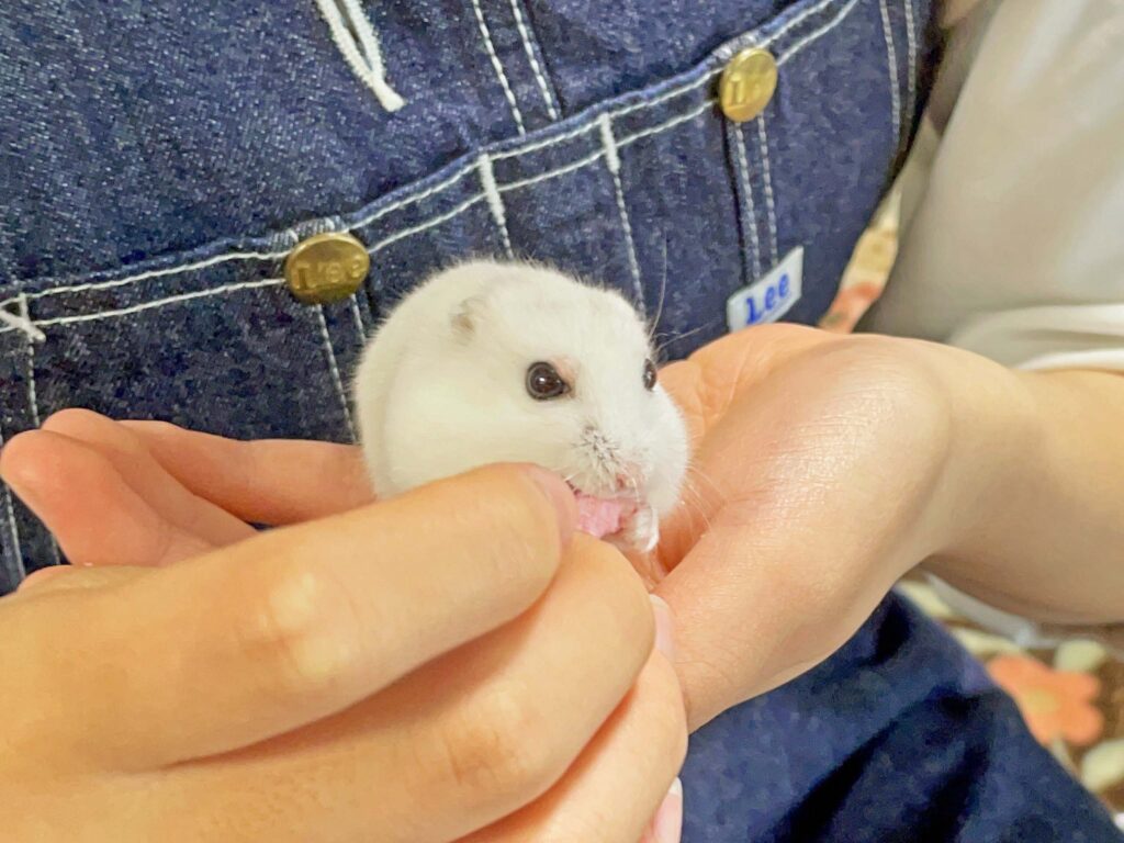 ハム公🐹（仮名）観察日記311：ハム公🐹(仮名)初めての旅行