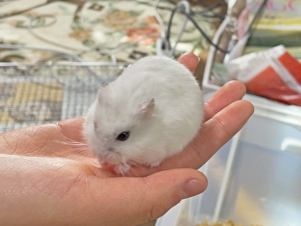 ハム公🐹（仮名）観察日記312：ハム公🐹(仮名)朝の投薬