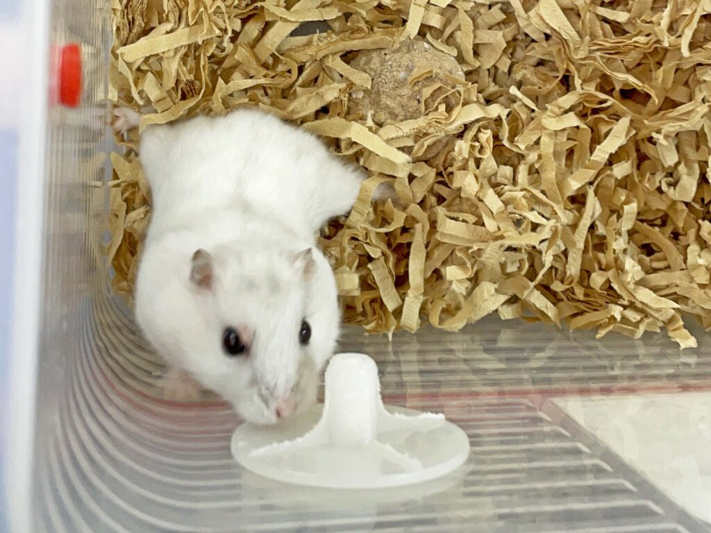 ハム公🐹（仮名）観察日記312：ハム公🐹(仮名)ケージ掃除🧹