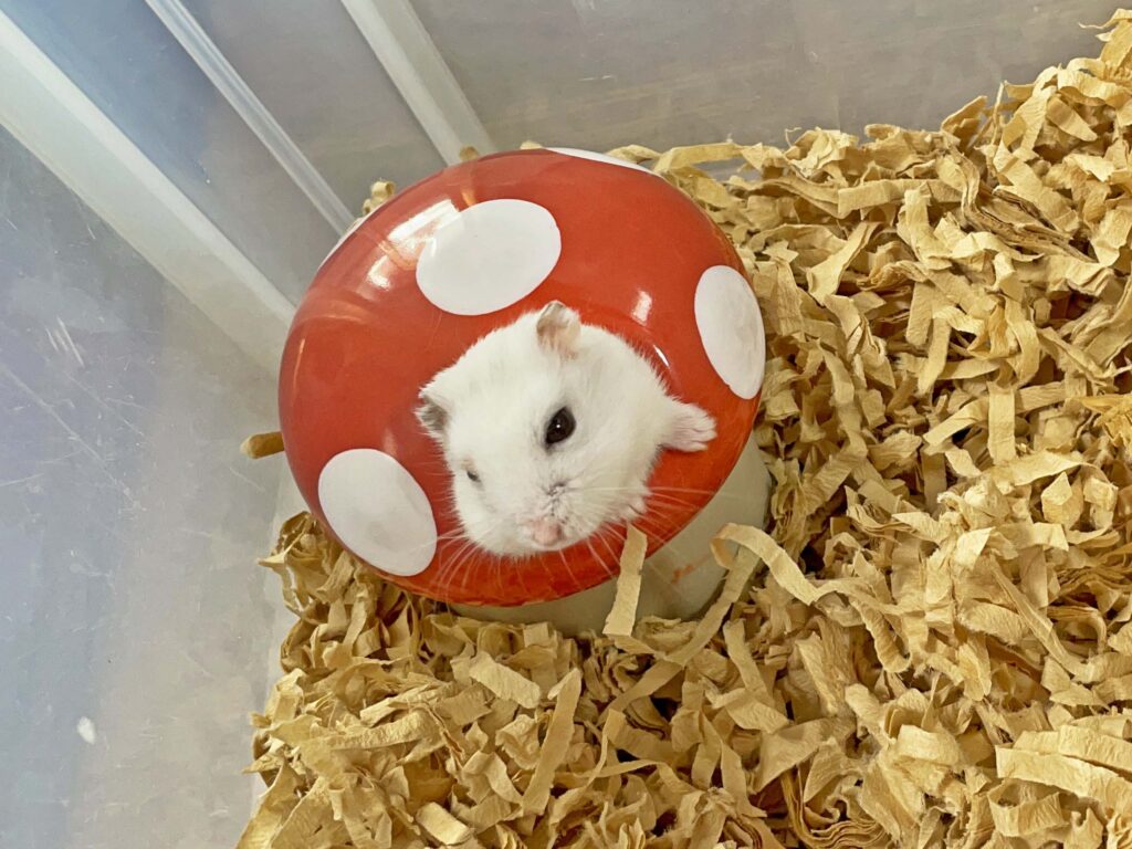 ハム公🐹（仮名）観察日記313：おはよう☀ハム公🐹(仮名)