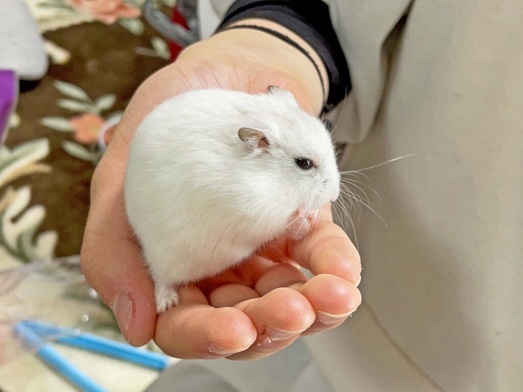 ハム公🐹（仮名）観察日記314：ハム公🐹(仮名)今日の投薬