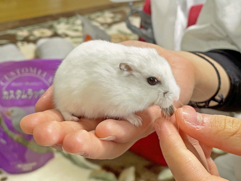 ハム公🐹（仮名）観察日記315：ハム公🐹(仮名)手乗りでヒマワリ🌻のタネ