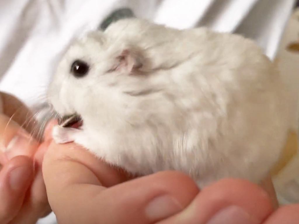 ハム公🐹（仮名）観察日記325：ハム公🐹(仮名)ヒマワリ🌻のタネを貰う