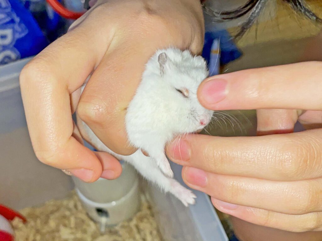 ハム公🐹（仮名）観察日記345：ハム公🐹(仮名)今日の塗薬