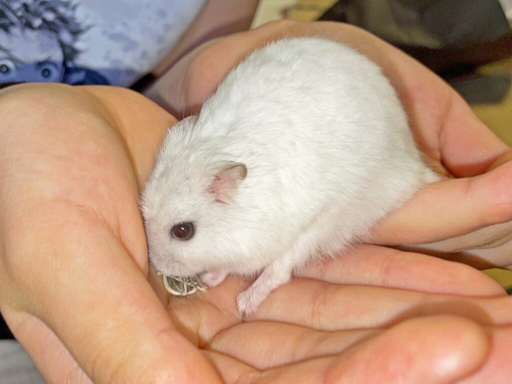 ハム公🐹（仮名）観察日記346：ハム公🐹(仮名)ヒマワリ🌻のタネを貰う