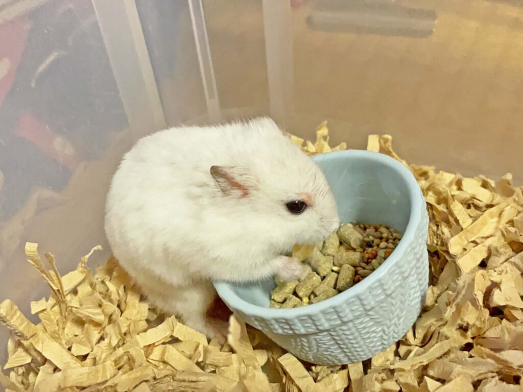 ハム公🐹（仮名）観察日記347：ハム公🐹(仮名)今日のエサやり