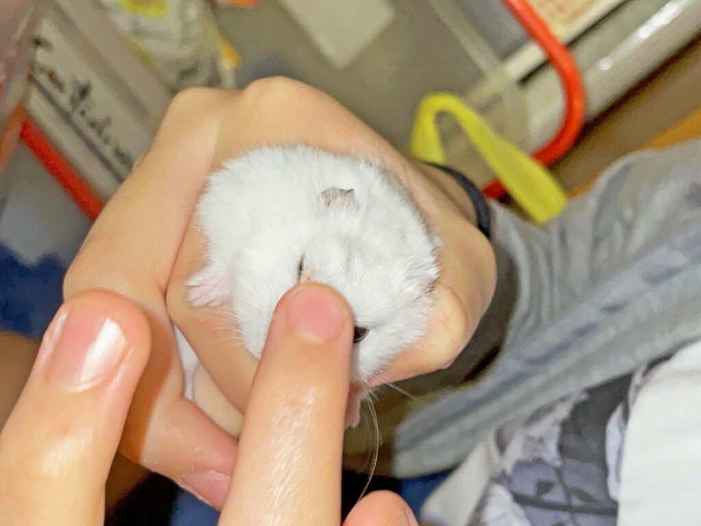 ハム公🐹（仮名）観察日記348：ハム公🐹(仮名)今日の塗薬