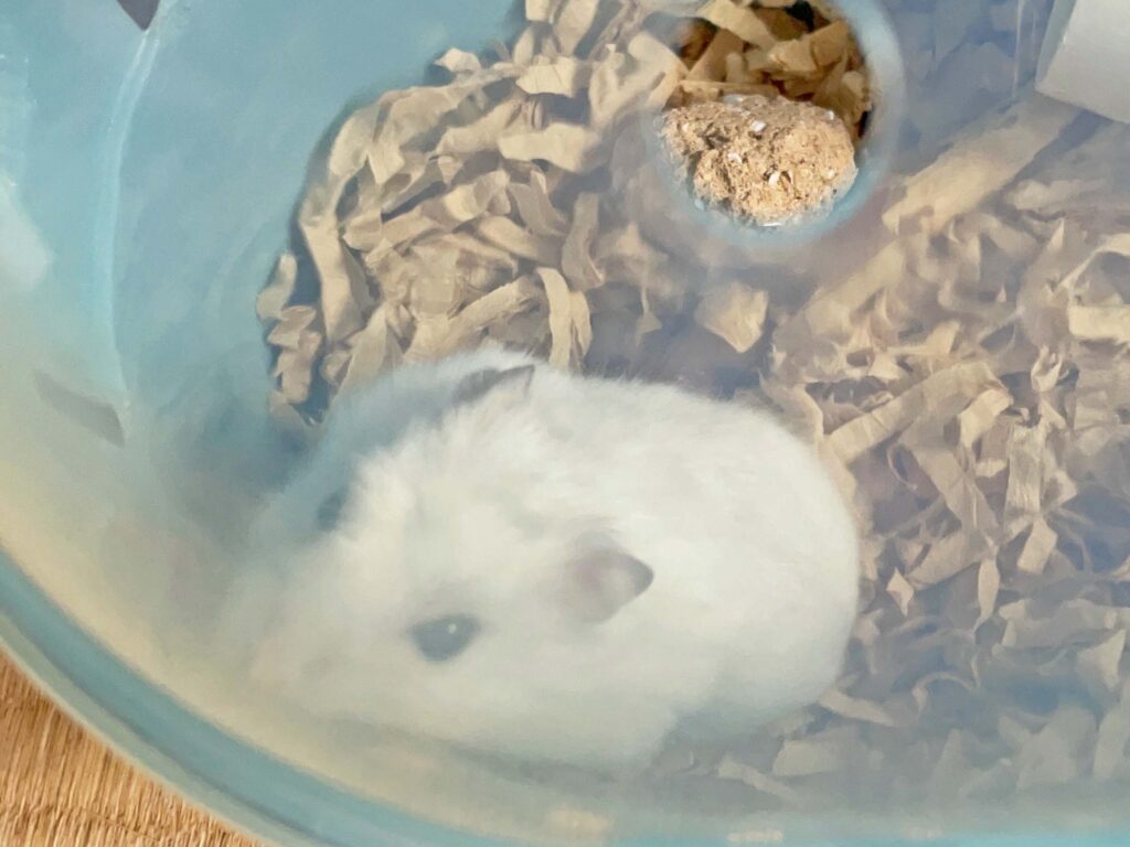 ハム公🐹（仮名）観察日記351：ケージ掃除🧹でペットキャリー