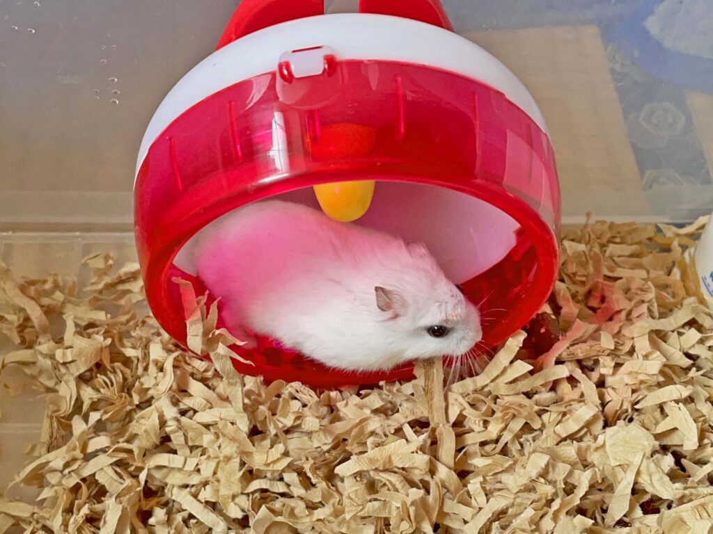 ハム公🐹（仮名）観察日記352：ハム公🐹(仮名)ケージに帰る