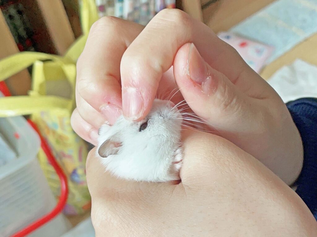 ハム公🐹（仮名）観察日記353：ハム公🐹(仮名)今日の塗薬
