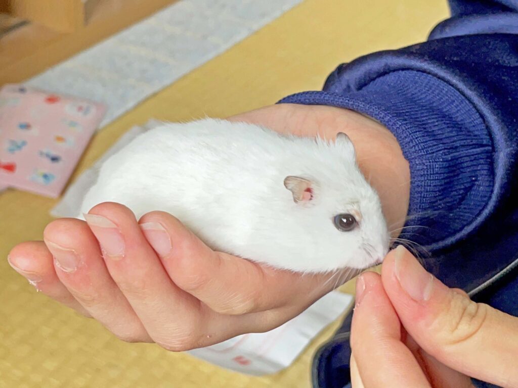 ハム公🐹（仮名）観察日記354：ハム公🐹(仮名)ご褒美を貰う