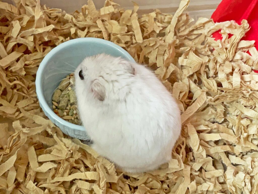 ハム公🐹（仮名）観察日記355：ハム公🐹(仮名)今日のエサやり
