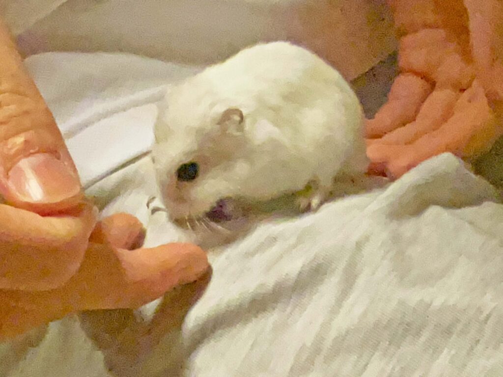 ハム公🐹（仮名）観察日記357：ハム公🐹(仮名)今日のご褒美