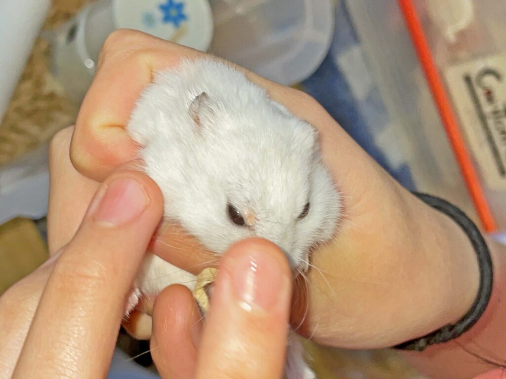 ハム公🐹（仮名）観察日記362：ハム公🐹(仮名)今日の塗薬