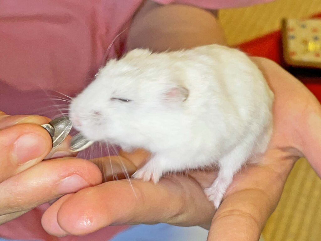 ハム公🐹（仮名）観察日記363：ハム公🐹(仮名)今日のご褒美