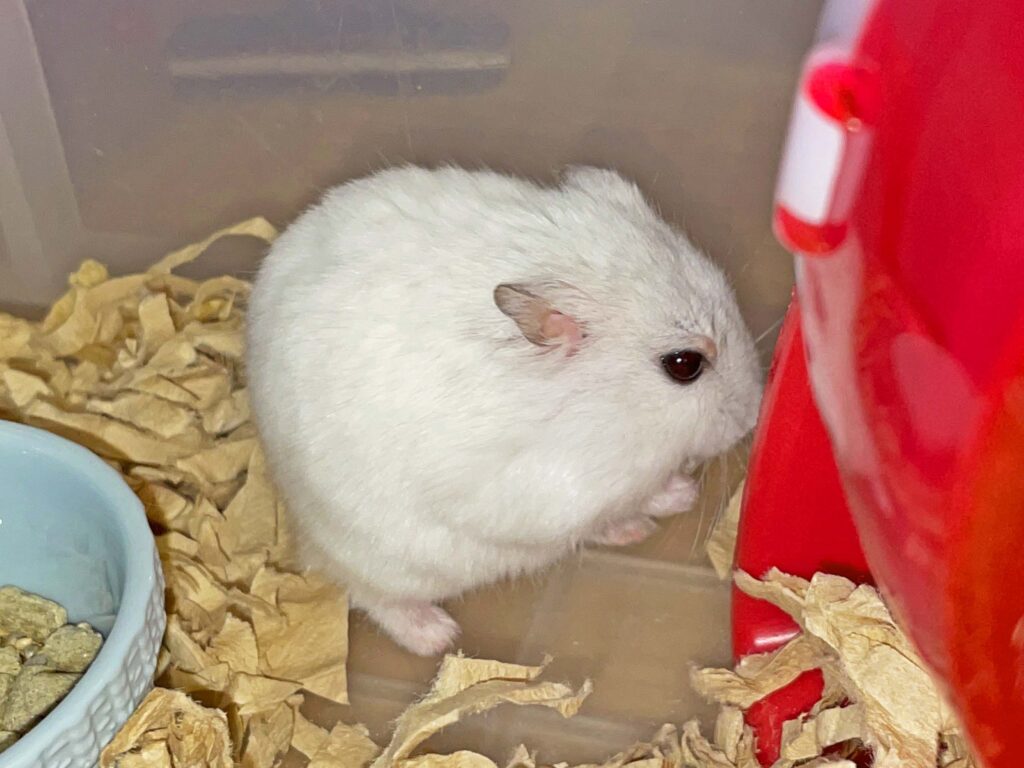ハム公🐹（仮名）観察日記364：ハム公🐹(仮名)今日のエサやり