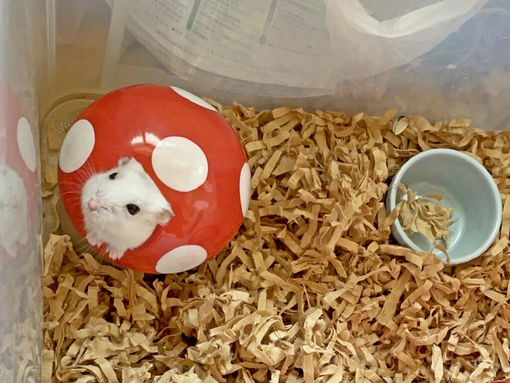 ハム公🐹（仮名）観察日記316：今日のハム公🐹(仮名)