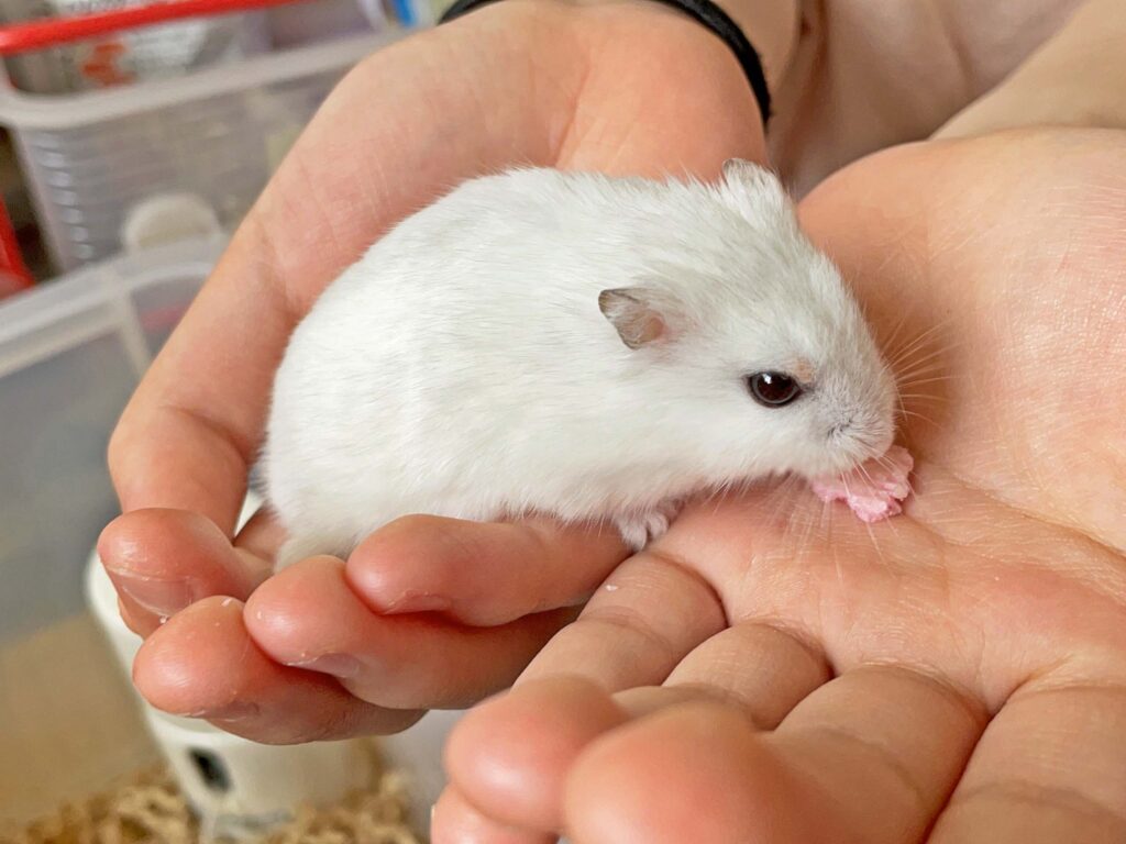 ハム公🐹（仮名）観察日記317：ハム公🐹(仮名)今日の投薬