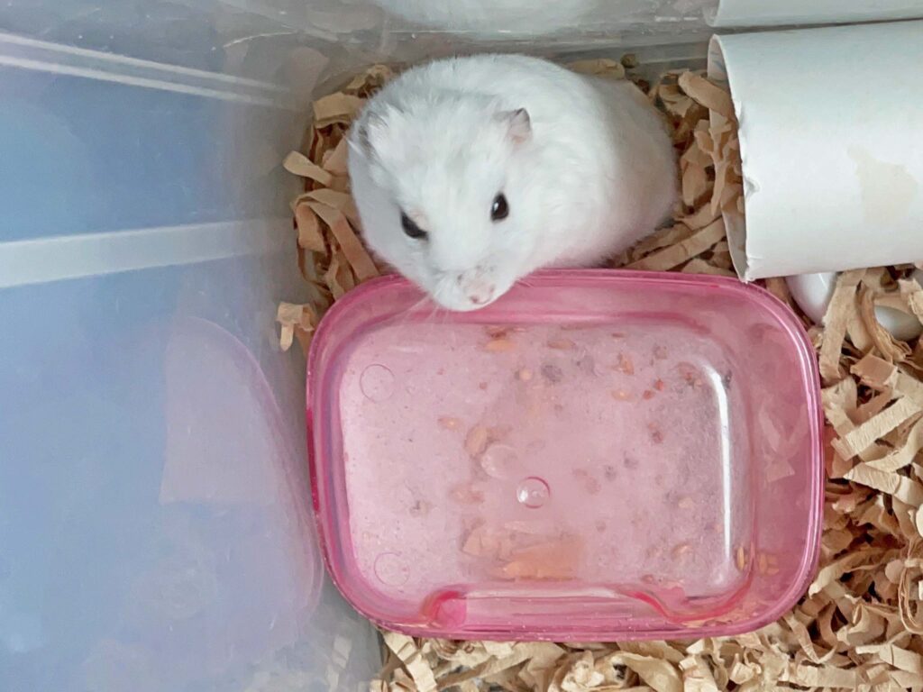 ハム公🐹（仮名）観察日記318：今日のハム公🐹(仮名)