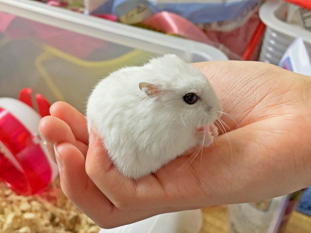 ハム公🐹（仮名）観察日記320：ハム公🐹(仮名)今日の投薬