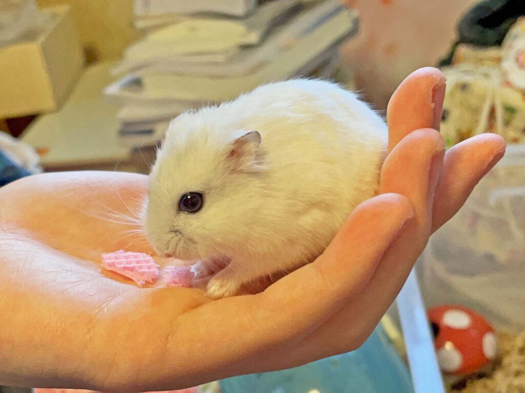 ハム公🐹（仮名）観察日記321：ハム公🐹(仮名)今日の投薬（夜の部）