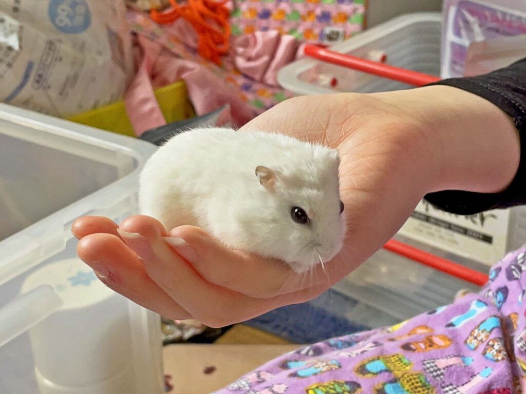 ハム公🐹（仮名）観察日記323：ハム公🐹(仮名)手乗りでヒマワリ🌻のタネ