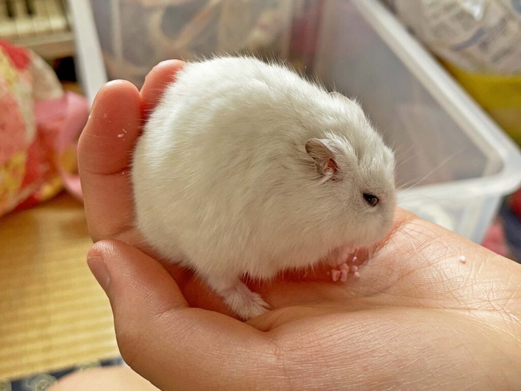 ハム公🐹（仮名）観察日記324：ハム公🐹(仮名)今日の投薬