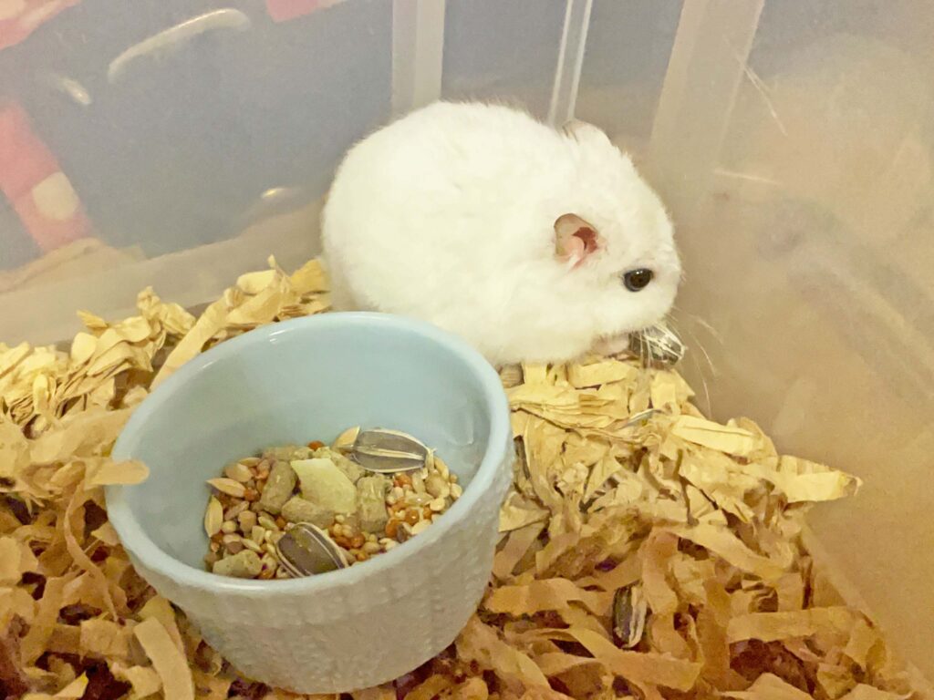 ハム公🐹（仮名）観察日記329：ハム公🐹(仮名)お腹すいてた？